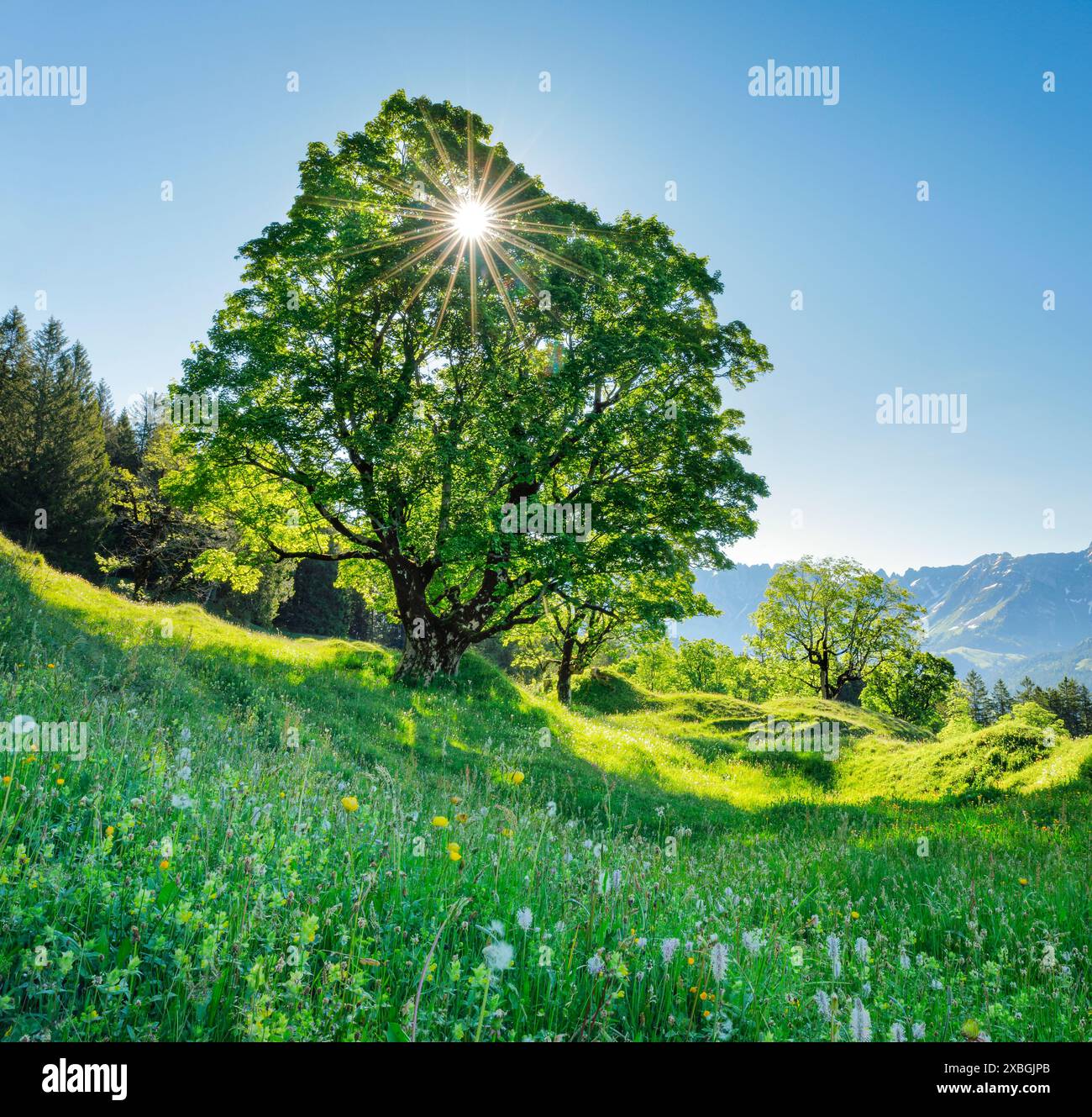 Botanica, scintillante sicamoro di stampa e genera stella solare, NON-USO ESCLUSIVO PER-BIGLIETTI-AUGURI-CARTOLINE-CARTOLINE-USO-CARTOLINA-PIEGHEVOLE Foto Stock