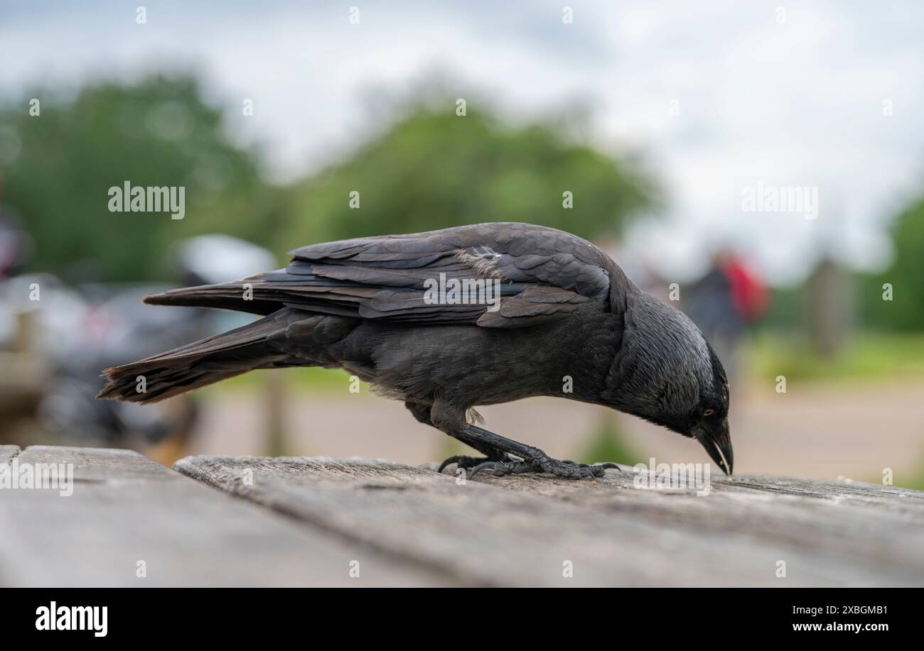 Richmond Park, Londra, Regno Unito. 12 giugno 2024. Jackdaws, a meno di un braccio di distanza, affollate il fotografo in una panchina di un caffè a Richmond Park in una grigia mattinata d'estate. Crediti: Malcolm Park/Alamy Live News Foto Stock