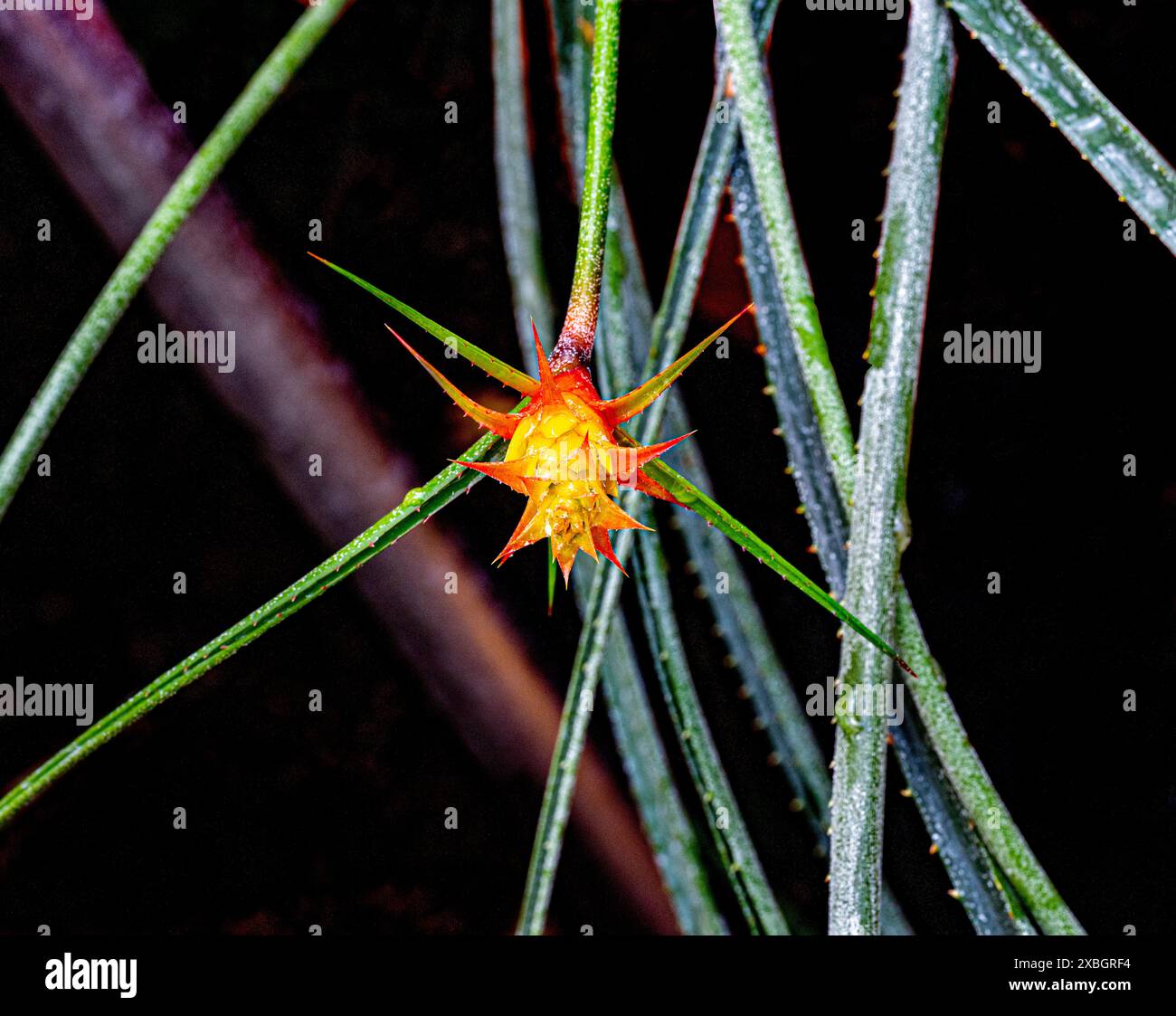 Acanthostachys strobilacea. Originario di Brasile, Paraguay e Argentina Foto Stock