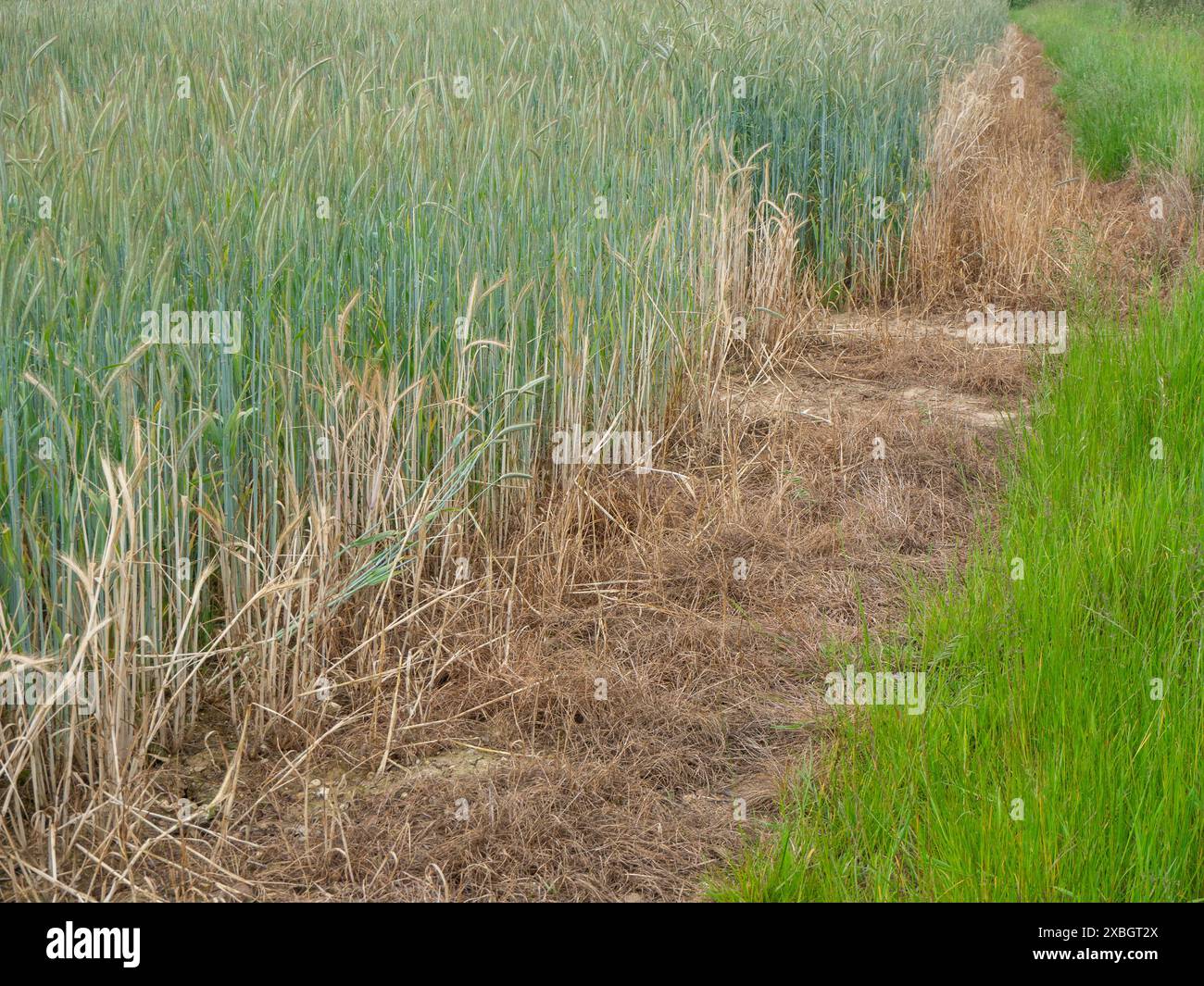 Striscia sterile intorno al bordo del prodotto Rye Foto Stock