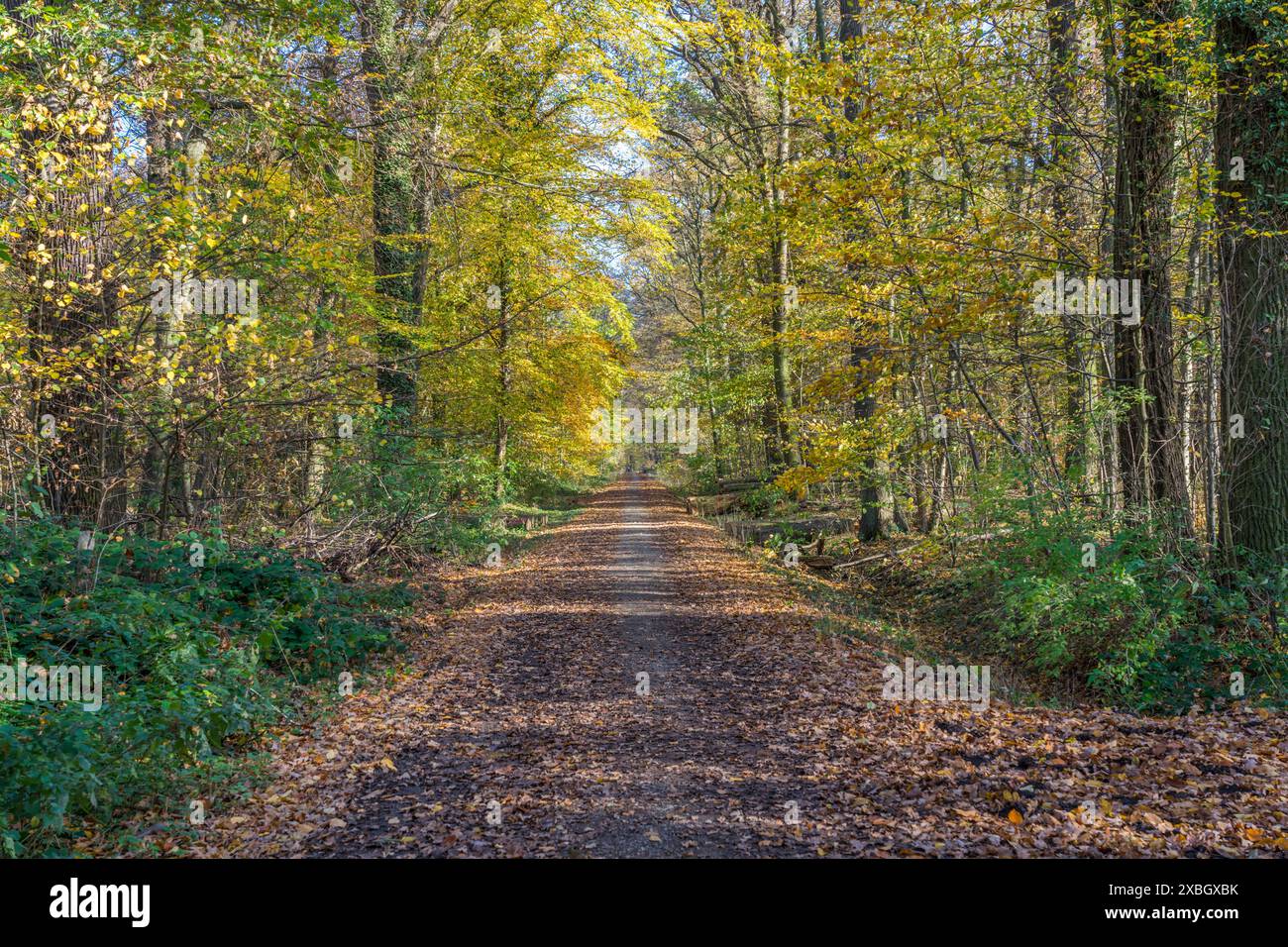 Geografia / viaggi, Germania, bassa Sassonia, Braunschweig, ULTERIORI-DIRITTI-CLEARANCE-INFO-NON-DISPONIBILI Foto Stock