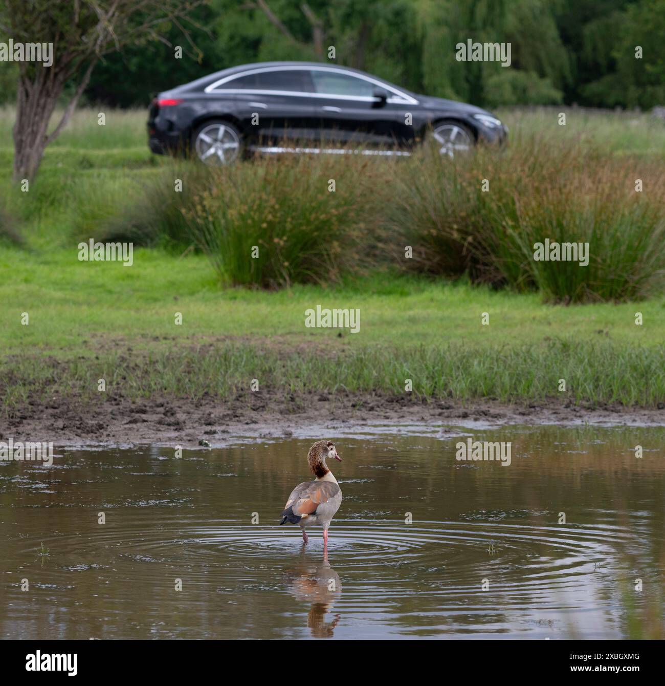 Richmond Park, Londra, Regno Unito. 12 giugno 2024. Laghetto d'oca egiziano che si tuffa nel Richmond Park in una grigia mattinata d'estate, con un'auto di passaggio. Crediti: Malcolm Park/Alamy Live News Foto Stock