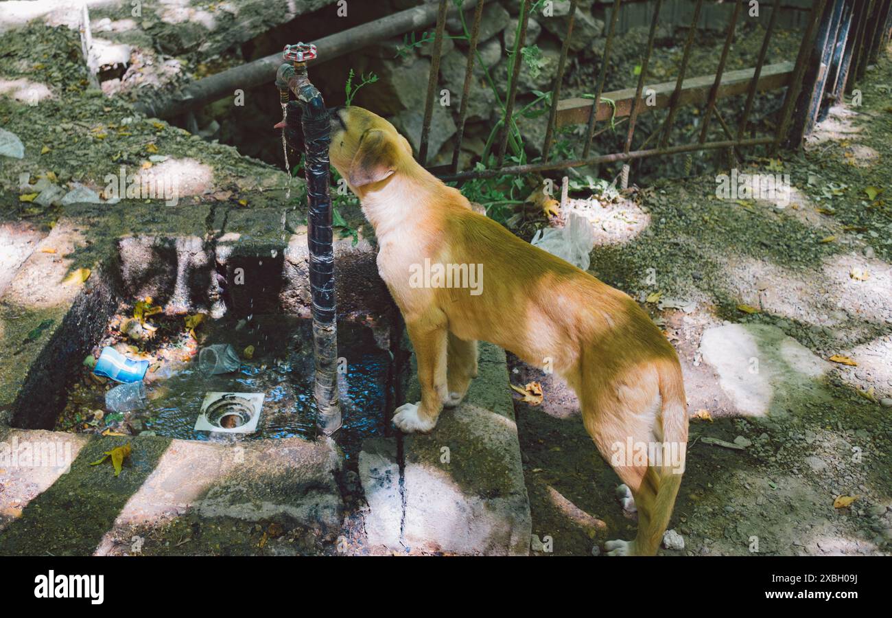 Cane randagio che beve acqua di rubinetto. Foto Stock