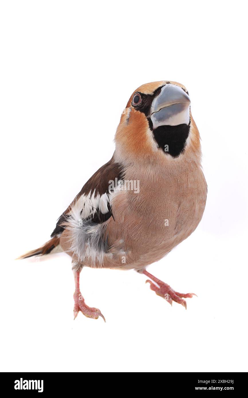 becco grossolano su sfondo bianco Foto Stock