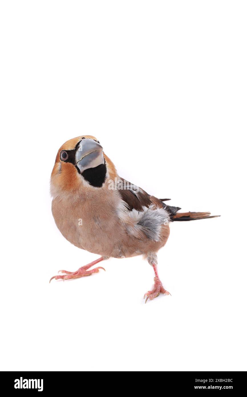 becco grossolano su sfondo bianco Foto Stock