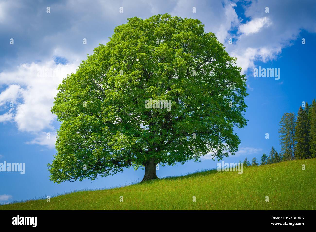 Maestoso albero solitario con foglie verdi su un pendio erboso di fronte al cielo blu con nuvole nelle Alpi, Austria Foto Stock