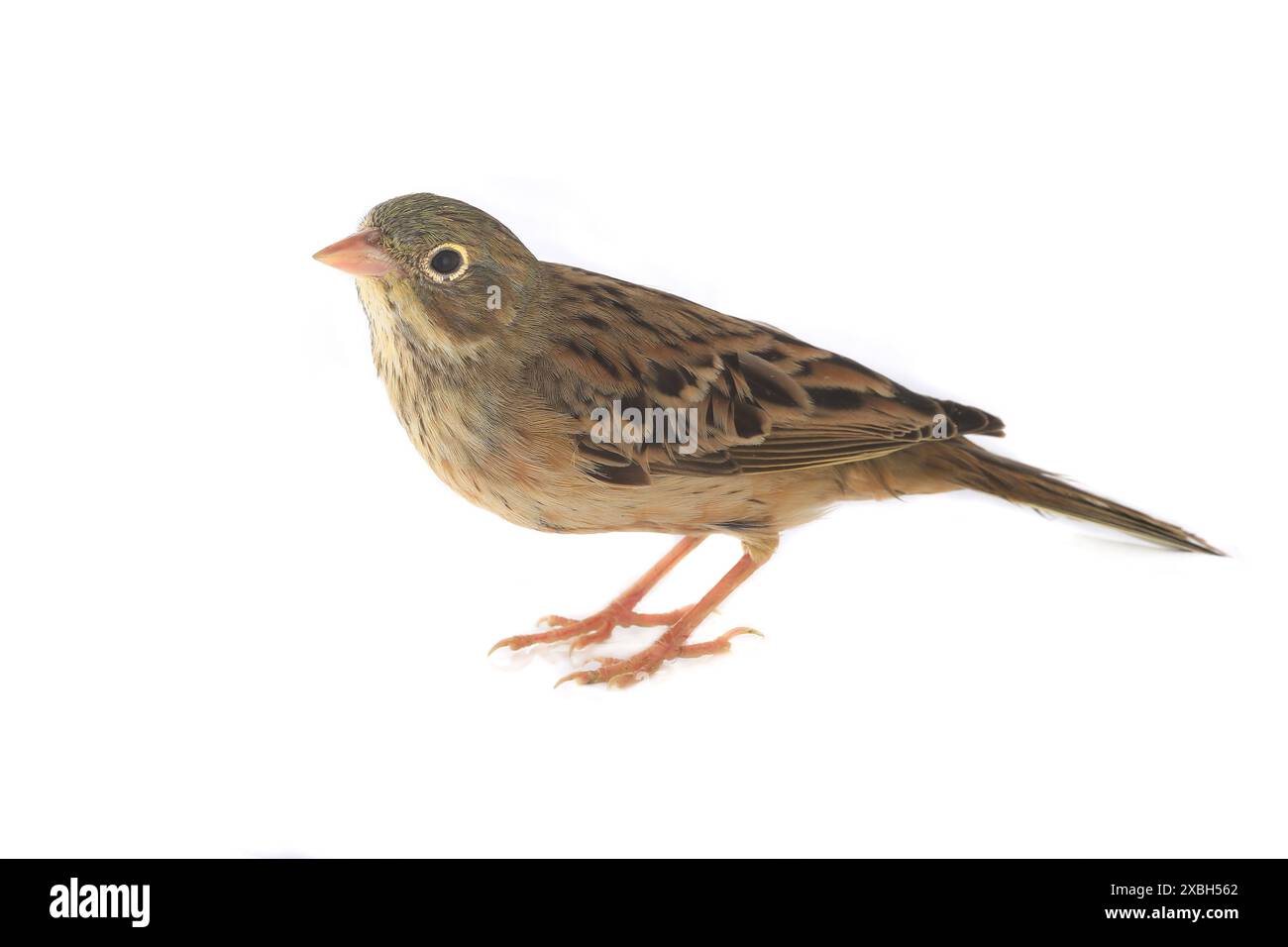 Reed Bunting, piumaggio invernale (Emberiza schoeniclus) Foto Stock