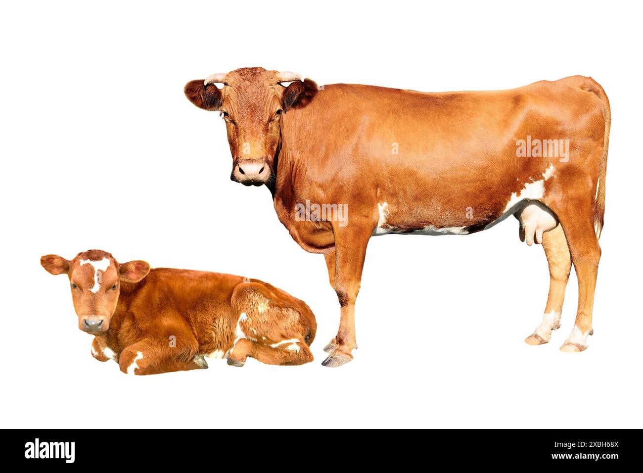 mucca marrone e vitello isolati su sfondo bianco Foto Stock