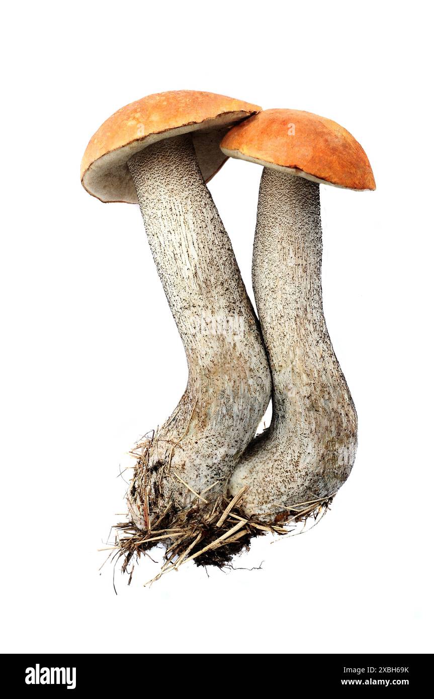 funghi colorati due isolati su bianco Foto Stock