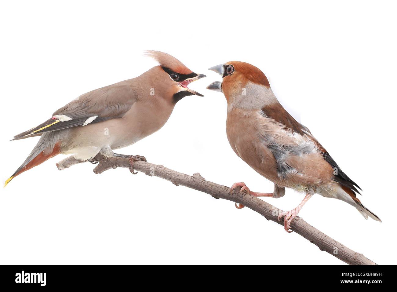 uccelli su sfondo bianco Foto Stock