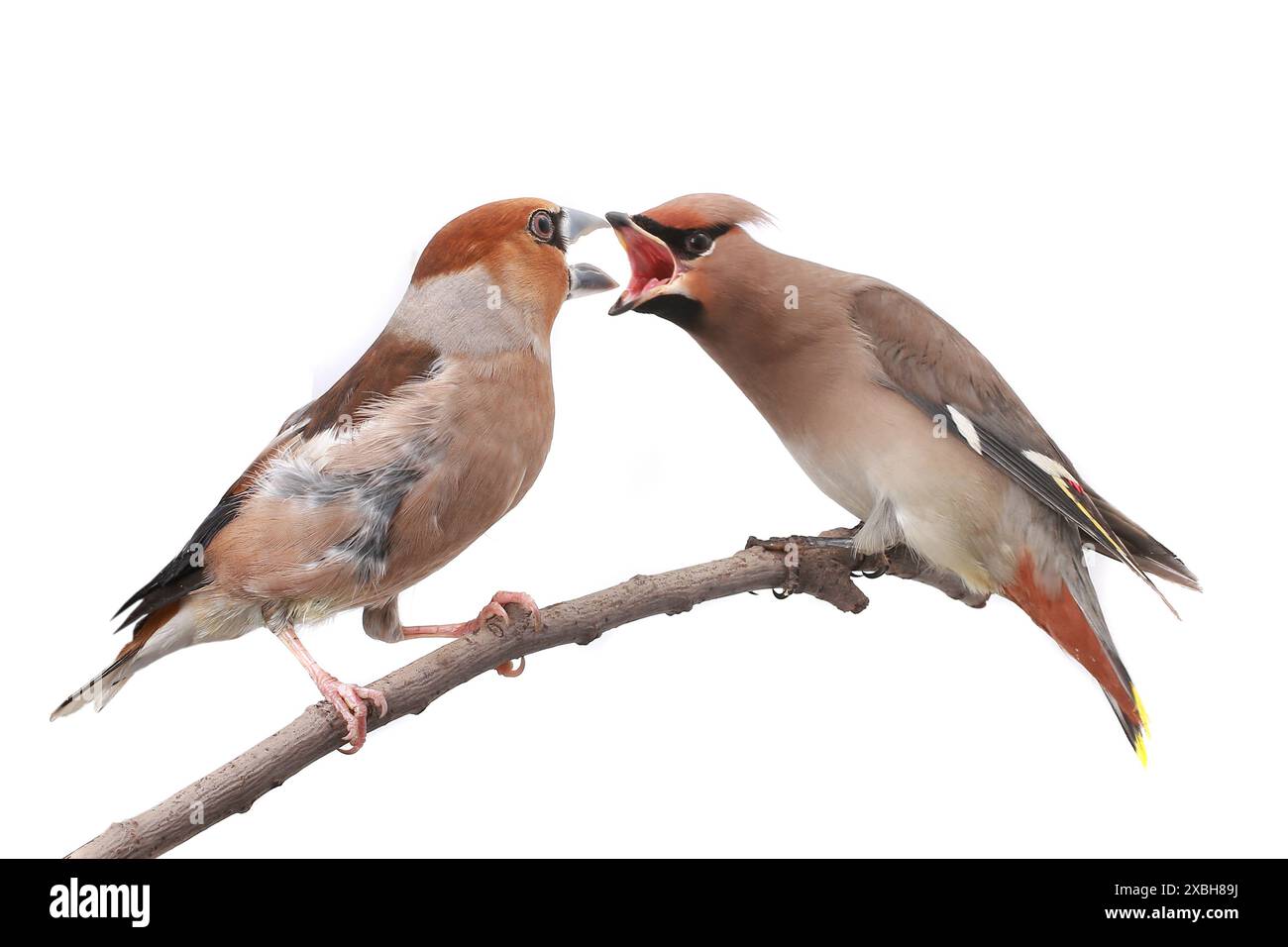 uccelli su sfondo bianco Foto Stock