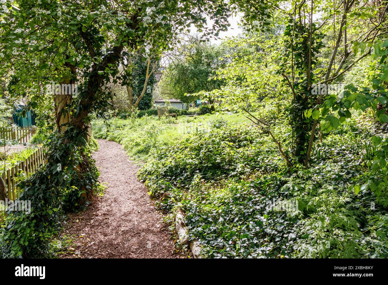 La crescita primaverile dei Sunnyside Gardens, un giardino comunitario e una riserva naturale a North Islington, Londra, Regno Unito Foto Stock