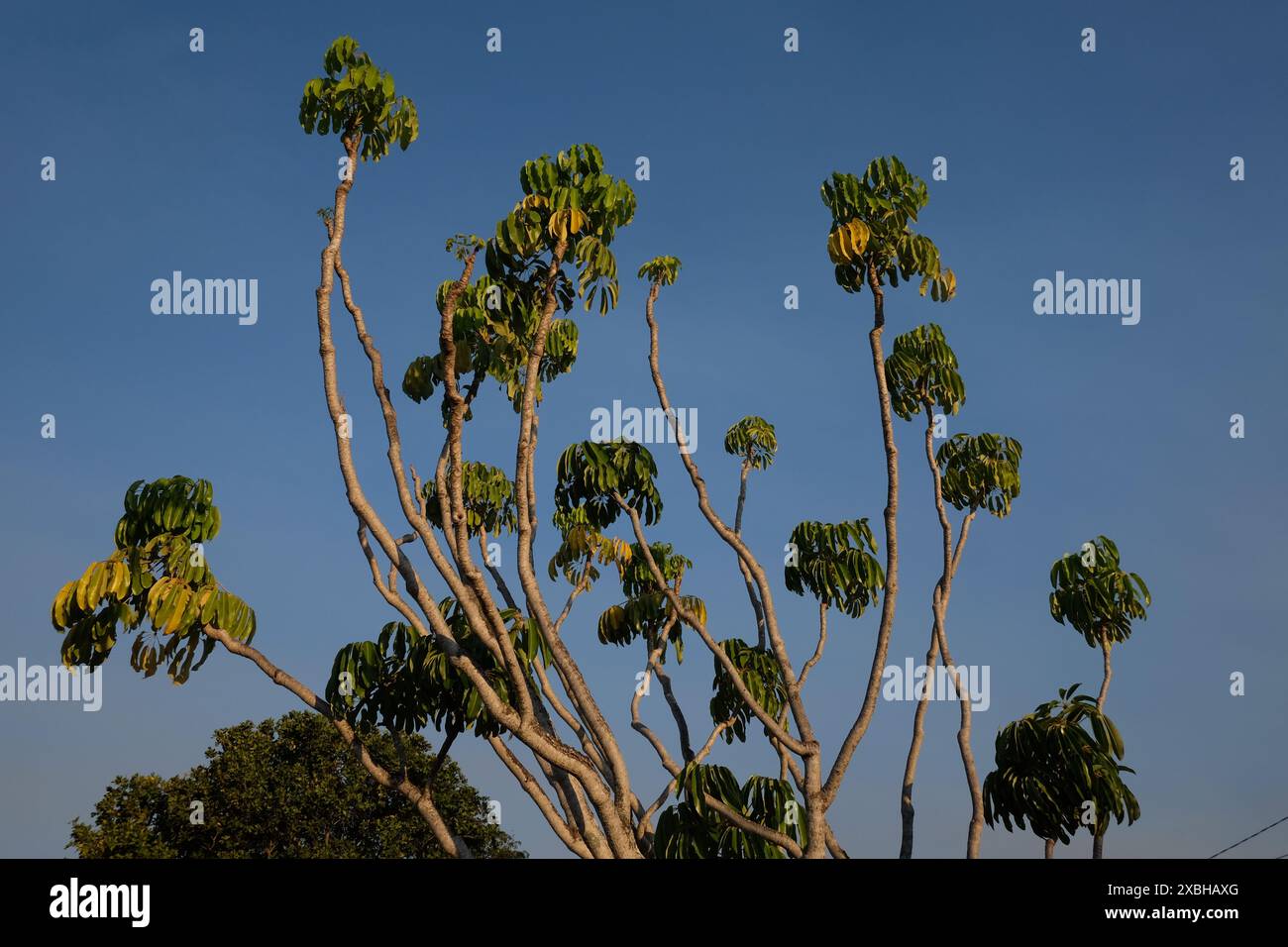 Lunghi e alti rami curvi di un albero di ombrello ogni ramo coronato contro un cielo blu con un ombrello di foglie verde scuro, che cresce su un pav suburbano Foto Stock