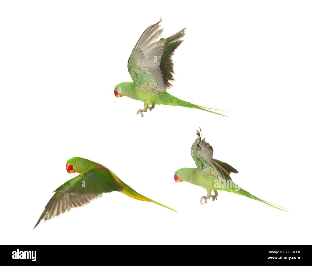 Bellissimo pappagallo verde isolato su bianco, collage di foto Foto Stock