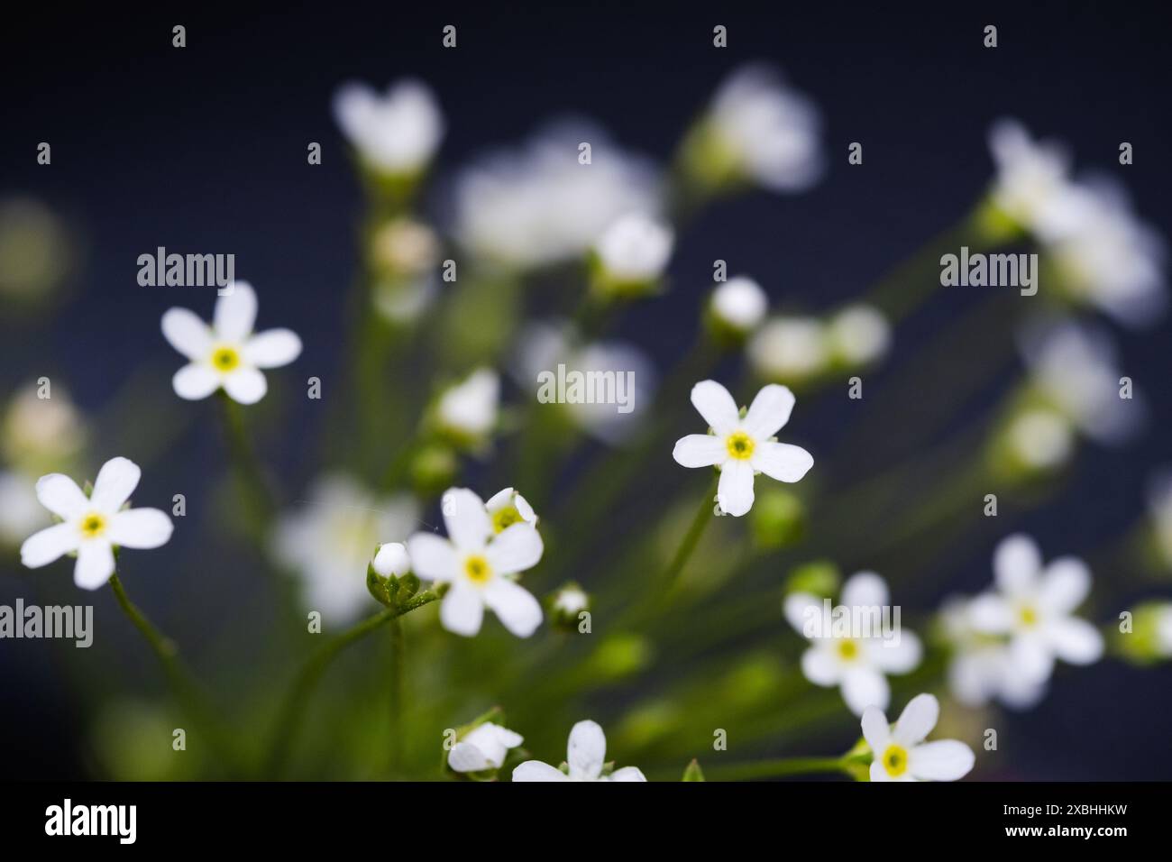 Fiori con petali bianchi su sfondo scuro Foto Stock