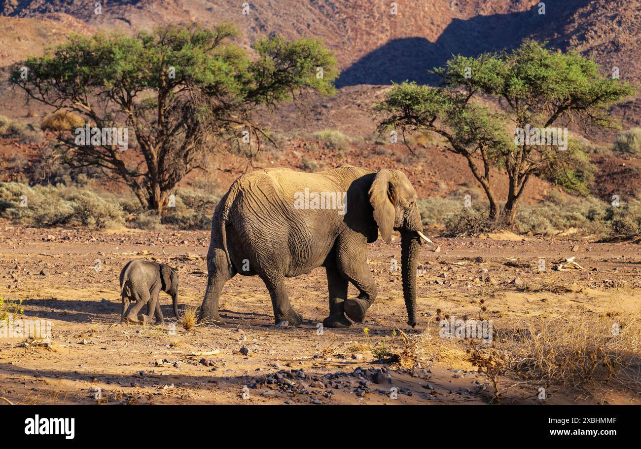 Gli elefanti che abitano nel deserto erano ancora una volta più diffusi in Africa di quanto non lo siano attualmente; attualmente si trovano solo in Namibia e Mali Foto Stock