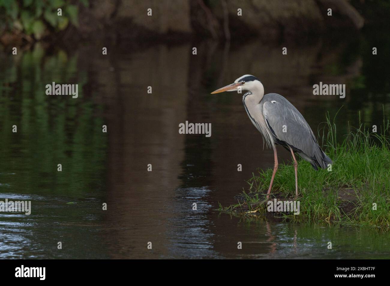 Aironi grigi (Ardea cinerea) che osservano i pesci in un fiume. BAS Rhin, Alsazia, Francia, Europa Foto Stock