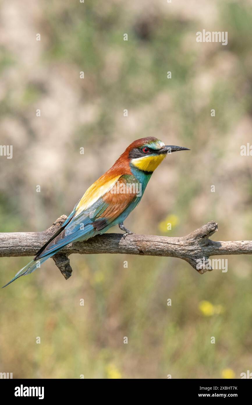 Apicoltore europeo (merops apiaster) su un ramo in primavera. Kaiserstuhl, Fribourg-en-Brisgau, Bade-Wurtemberg, Germania, Europa. Foto Stock