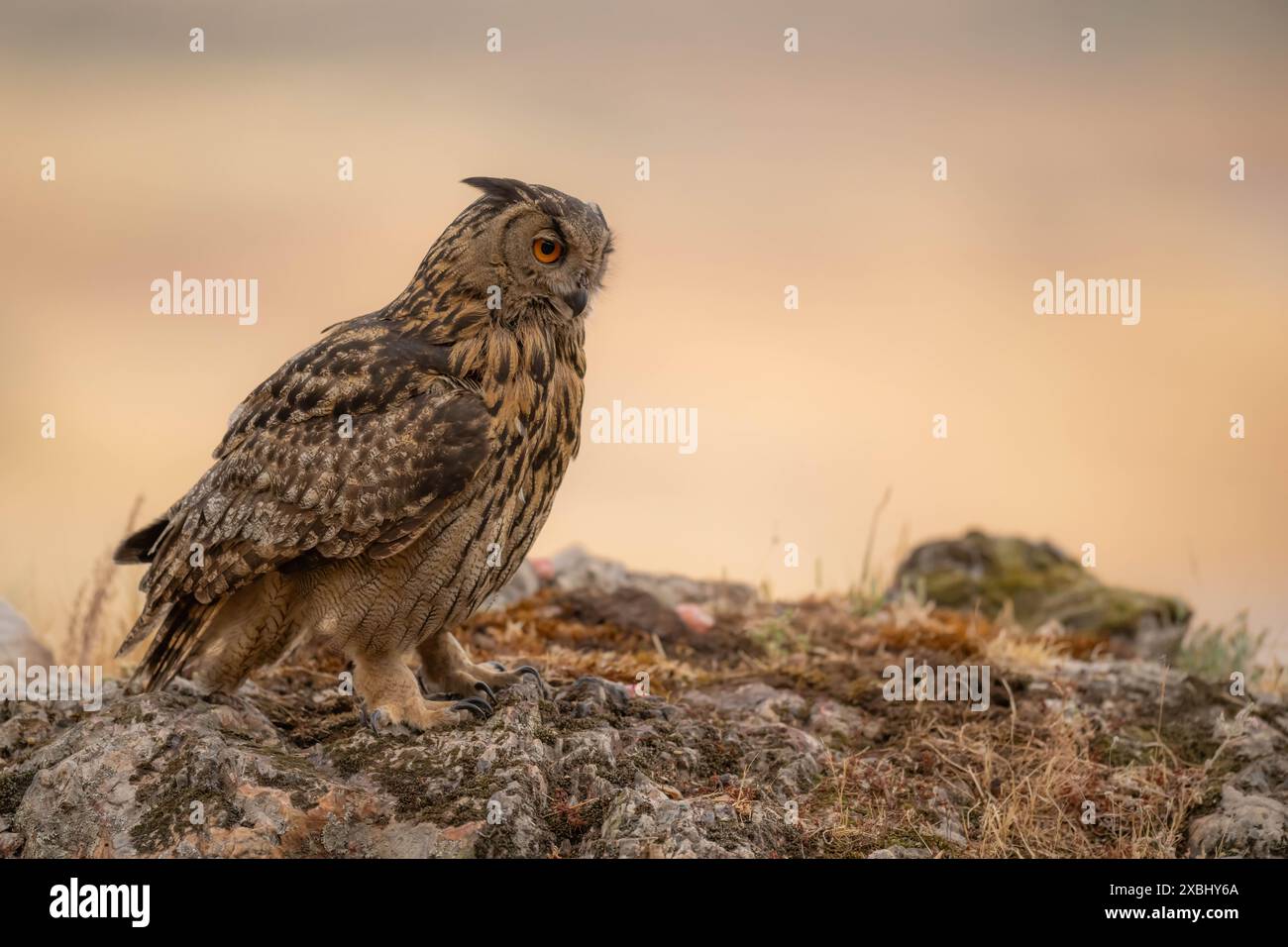 Un gufo d'aquila che va a caccia al tramonto nel nord dell'Estremadura. Foto Stock