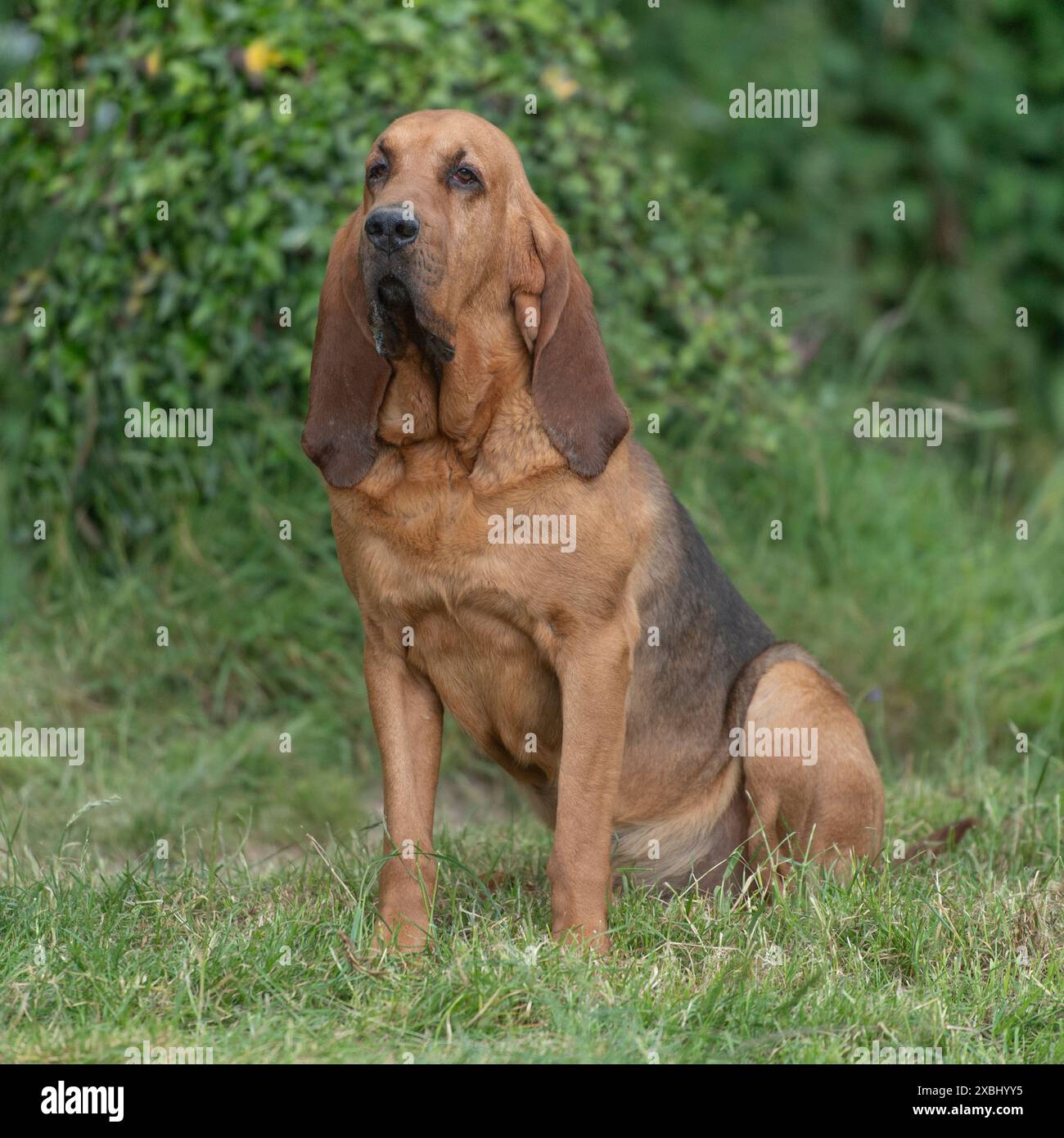 Bloodhound Foto Stock