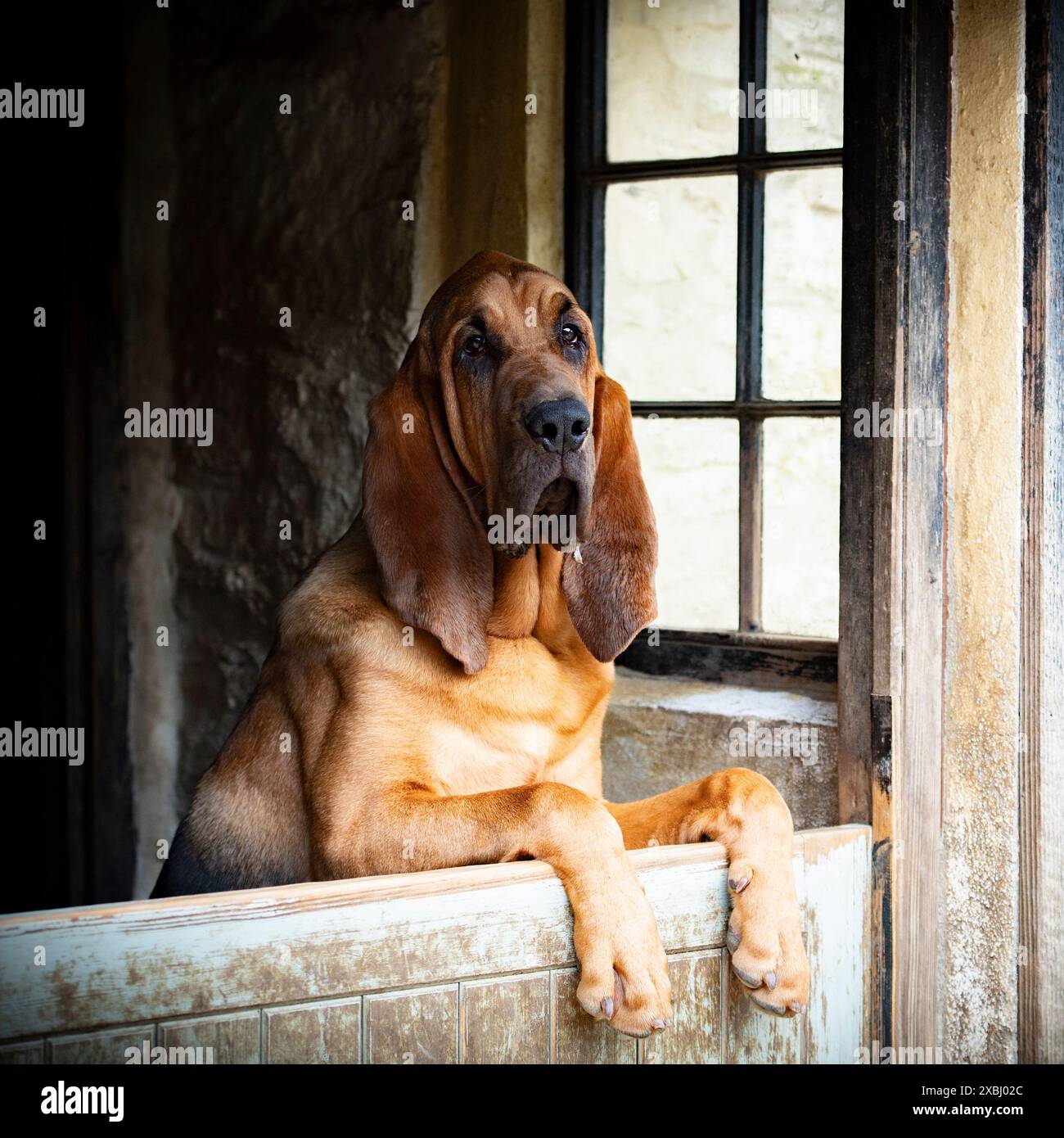 bloodhound che guarda fuori dalla porta Foto Stock