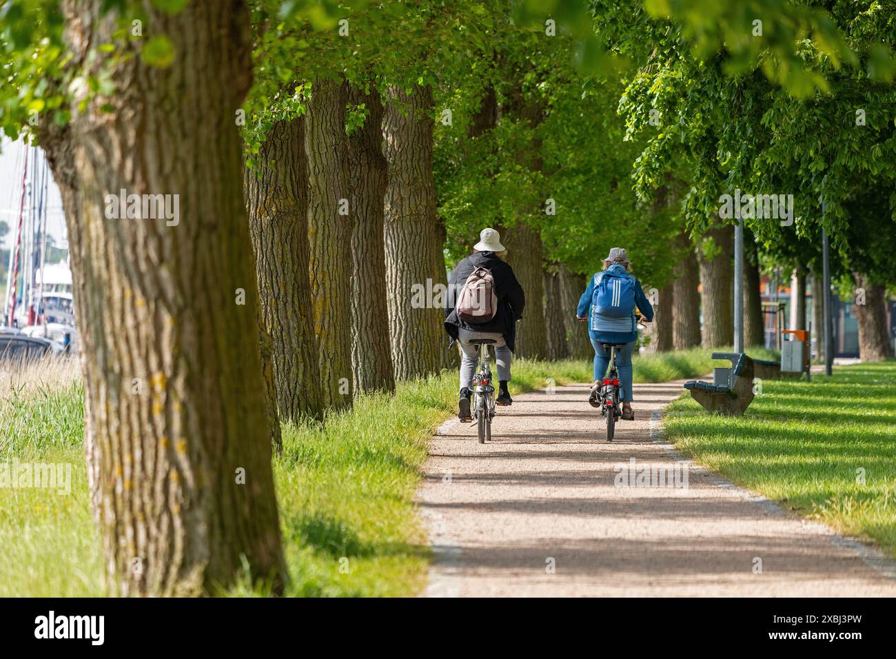 Alberi, persone, ciclismo, pista ciclabile, porto sud, Kappeln, Schlei, Schleswig-Holstein, Germania Foto Stock