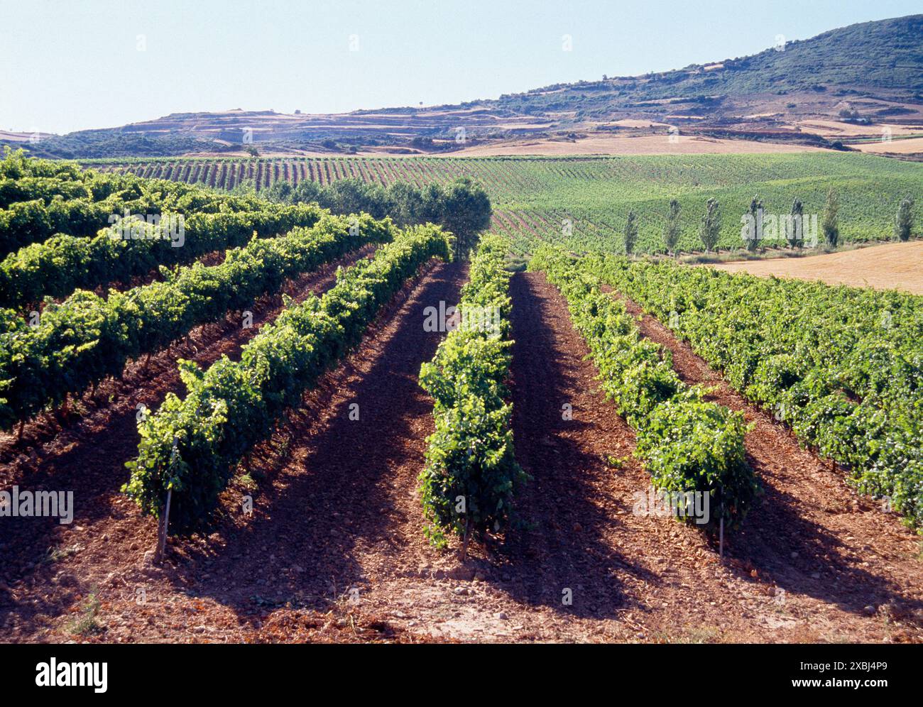 Vigneti a Irache, Navarra, Spagna. Foto Stock