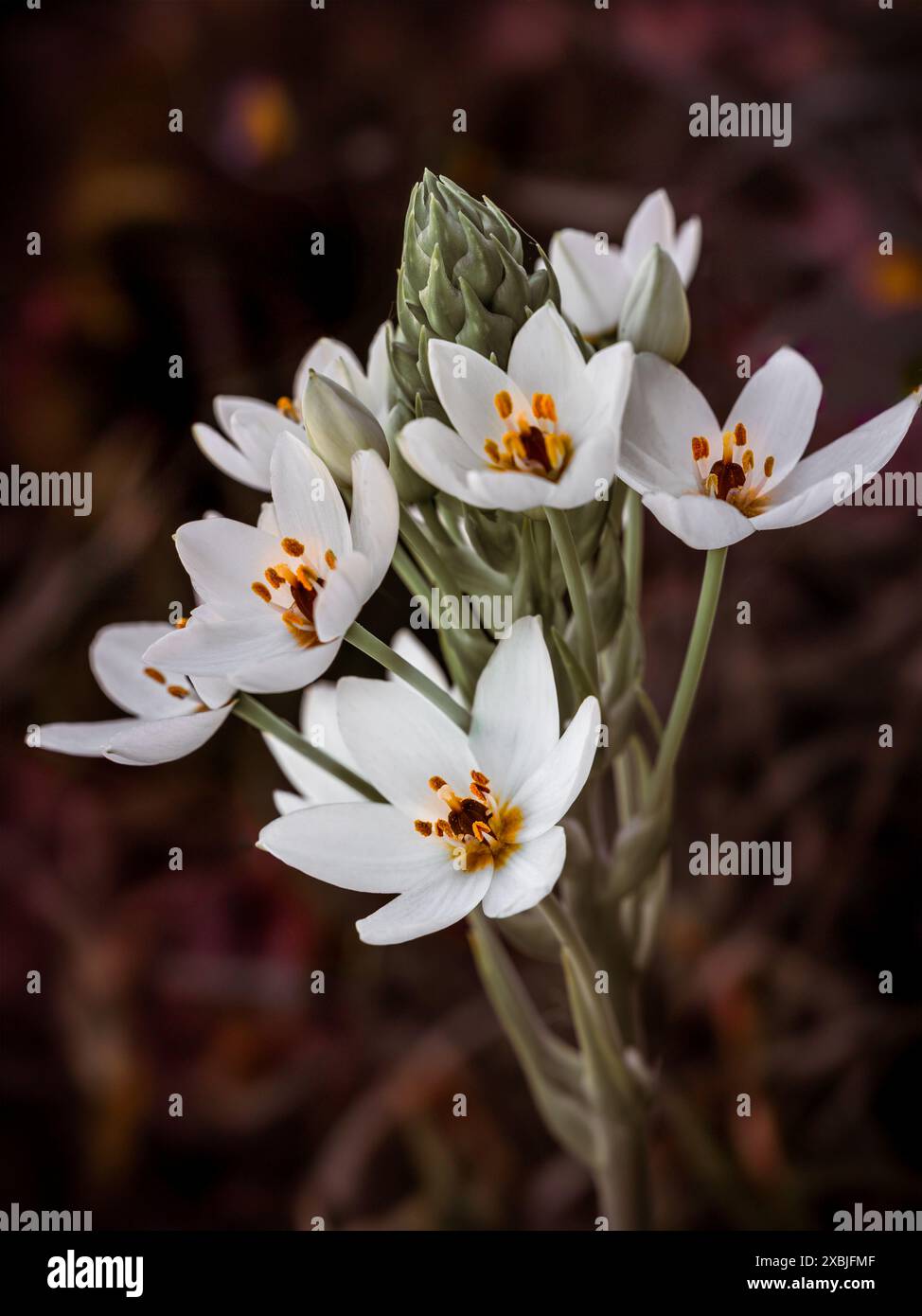 Un racema di chinkerinchee bianco o fiori meravigliosi con il nome latino di Ornithogalum thyrsoides che cresce su uno sfondo scuro sfocato Foto Stock