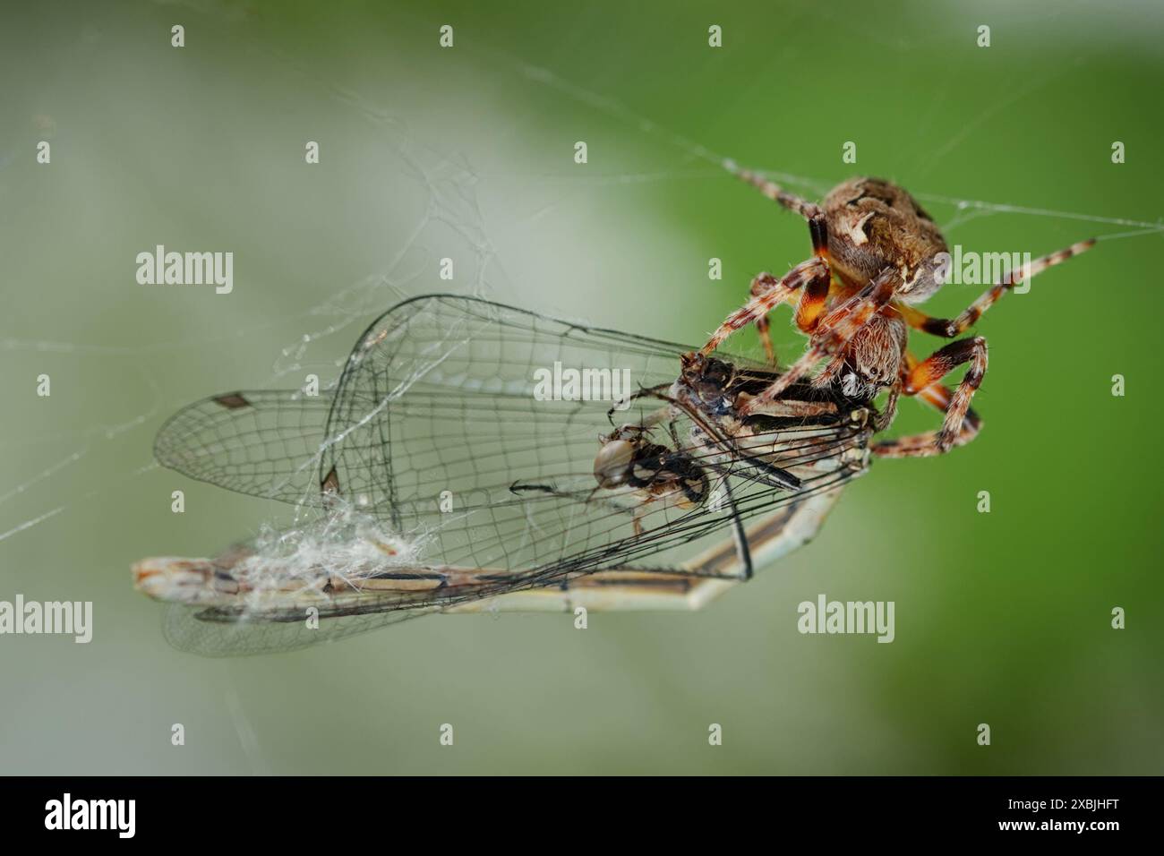 Macro di Un ragno da giardino femminile, Araneus diadematus, che si nutre di Una preda giovanile di Damselfly catturata nel suo Web, New Forest UK Foto Stock