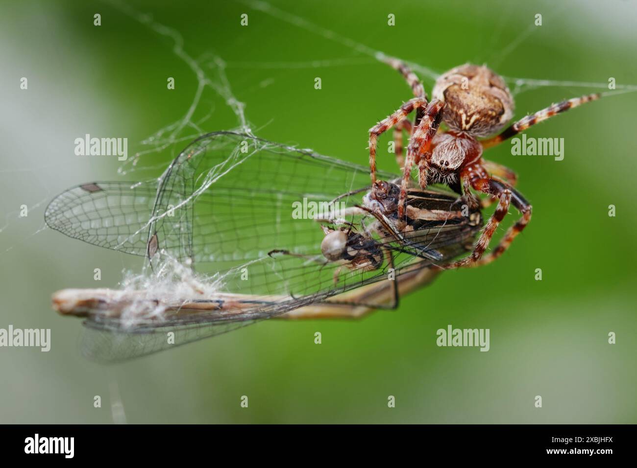 Macro di Un ragno da giardino femminile, Araneus diadematus, che si nutre di Una preda giovanile di Damselfly catturata nel suo Web, New Forest UK Foto Stock