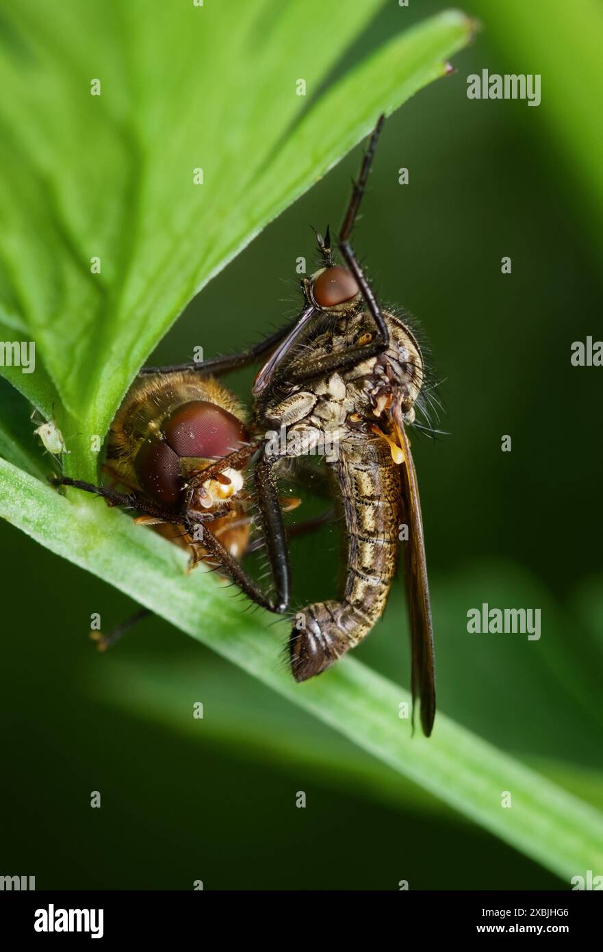 Macro of A Dagger Fly, Empididae, possibilmente Empis tessellata, con A Fly as Prey che riposa su A Leaf, New Forest UK Foto Stock