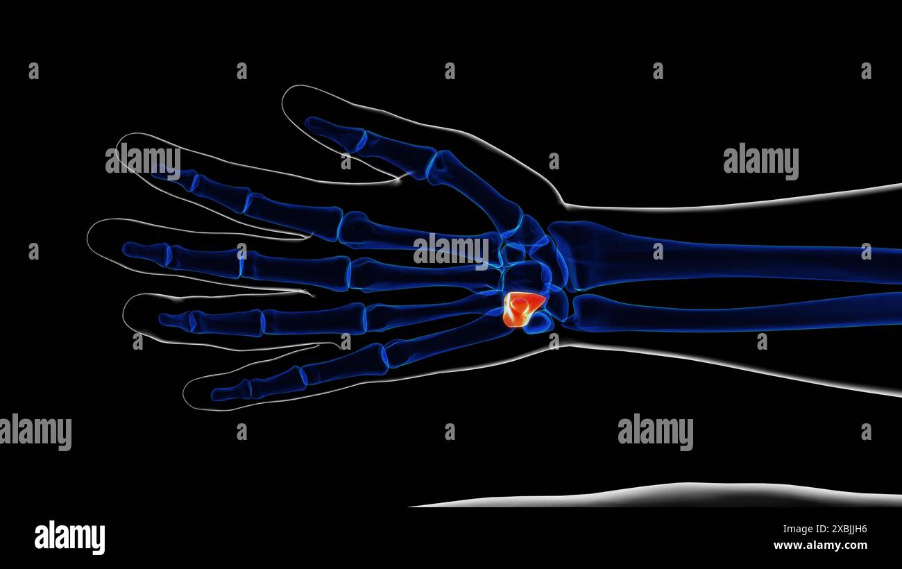 Lo scheletro umano ostacola l'anatomia ossea per l'illustrazione 3D del concetto medico Foto Stock