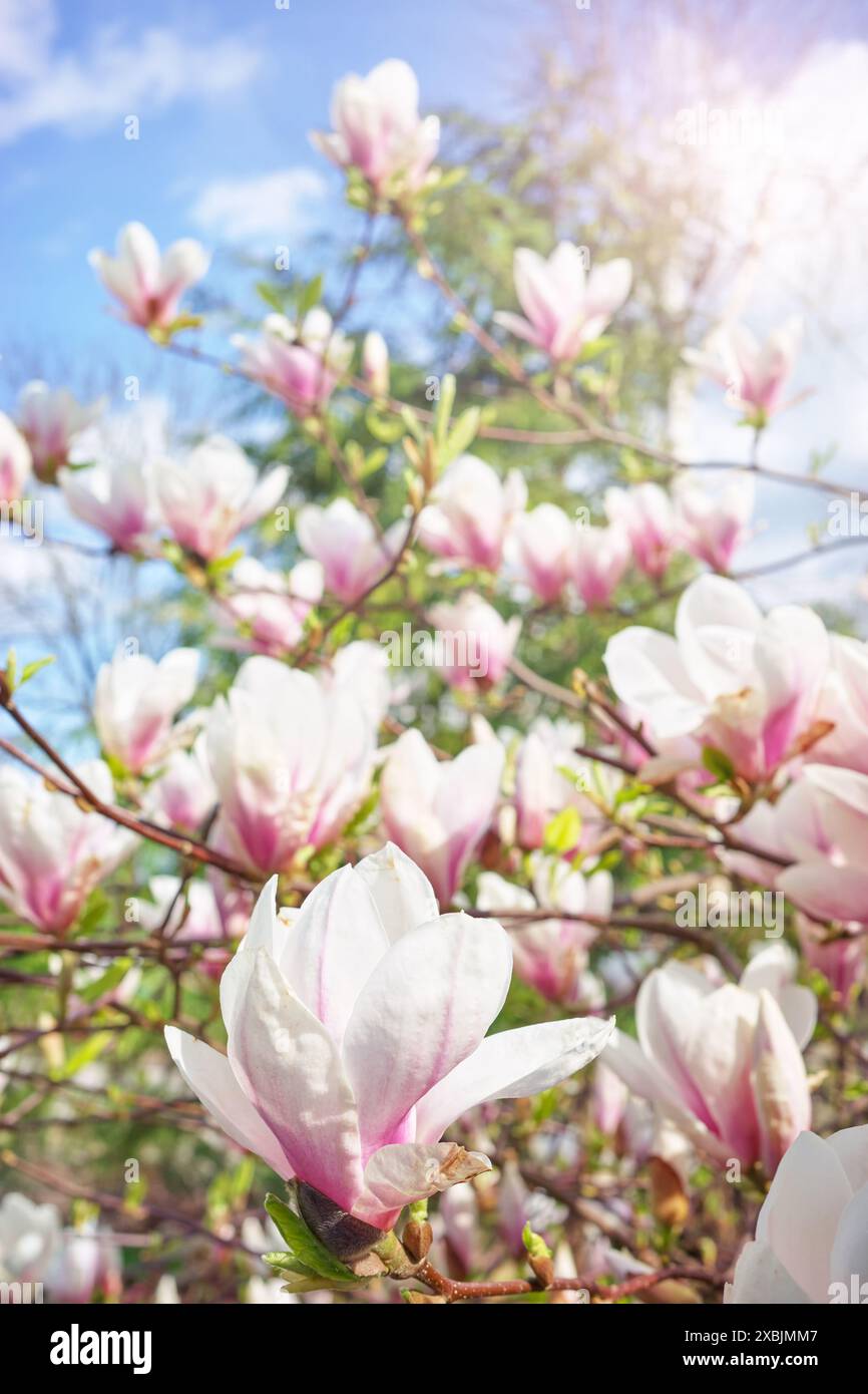 Foto ravvicinata della fiorente soulangeana di magnolia, messa a fuoco selettiva. Foto Stock