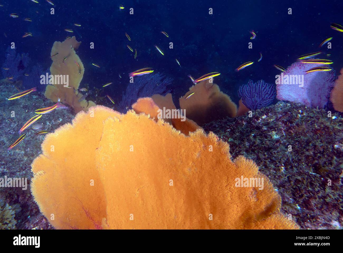 Corallo tenero nell'Oceano Pacifico a Baja California Sur, Messico Foto Stock