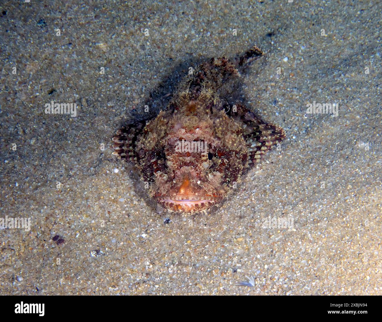 Uno scorpioniere della California (Scorpaena guttata) in Baja California Sur, Messico Foto Stock