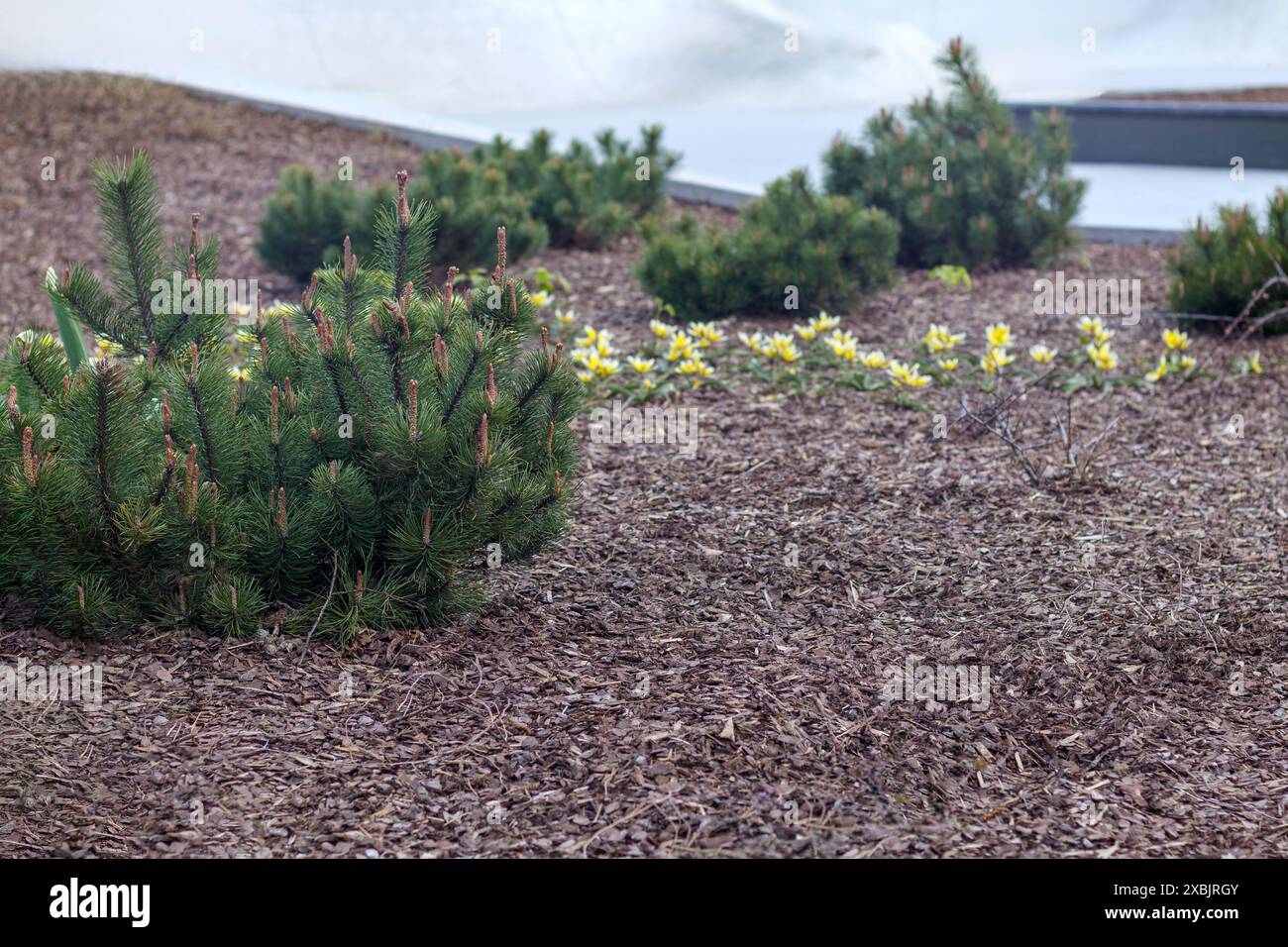 Un nuovo parco con giovani conifere e fiori gialli nel terreno del pacciame Foto Stock