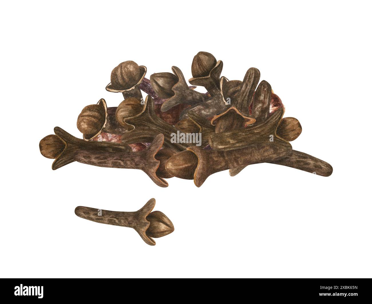 Chiodi di garofano interi essiccati. Pila di chiodi di garofano aromatico. Spezie organiche salutari per VIN brulé, cucina. Chiodi di garofano. Illustrazione in acquerello. Foto Stock