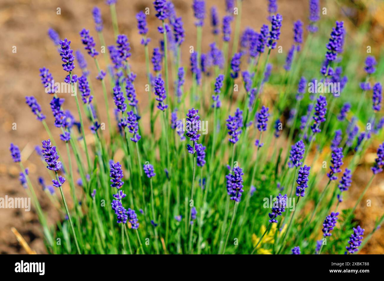 Fiori di lavanda blu primo piano con bokeh in una piantagione Foto Stock