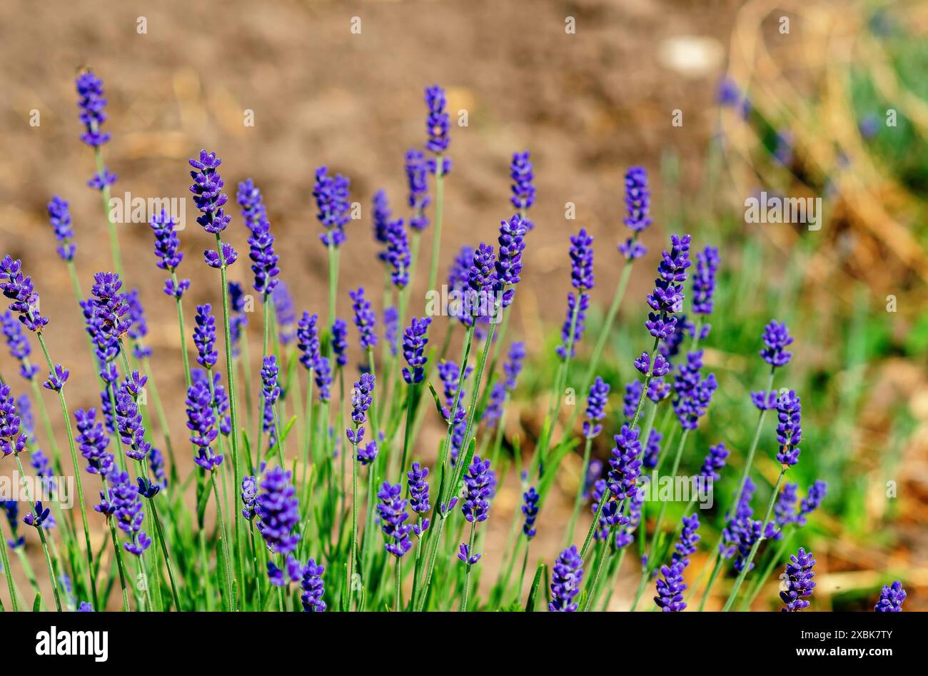 Fiori di lavanda blu primo piano con bokeh in una piantagione Foto Stock