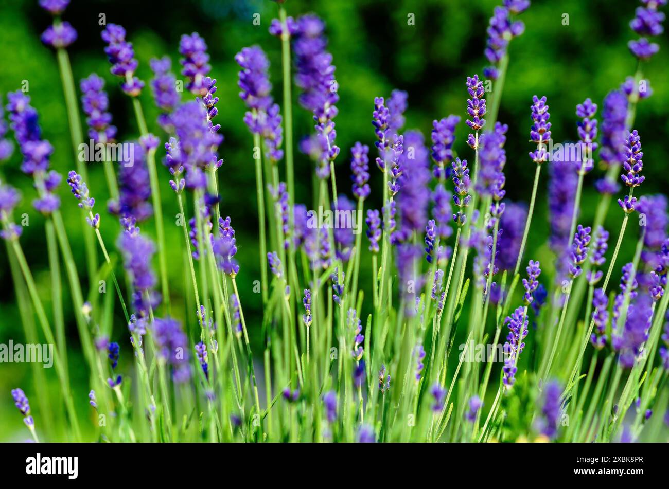 Fiori di lavanda blu primo piano con bokeh in una piantagione Foto Stock