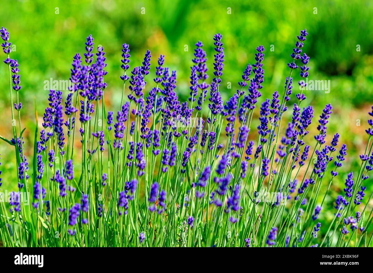 Fiori di lavanda blu primo piano con bokeh in una piantagione Foto Stock
