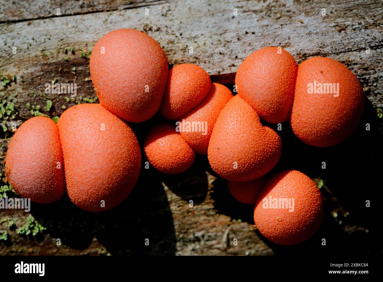 Il nuovo latte di lupo arancio cresce su un ceppo d'albero Foto Stock