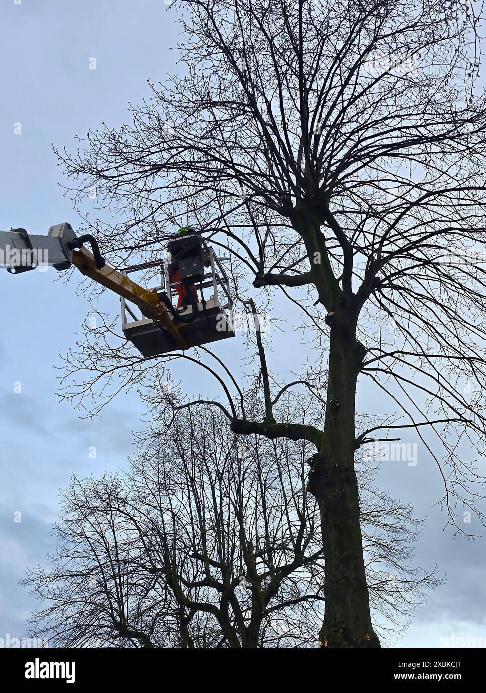 Rifinitore che lavora su un albero per rimuovere i rami, per prendersi cura dell'albero e per evitare che i rami cadano e causino danni in caso di maltempo Foto Stock