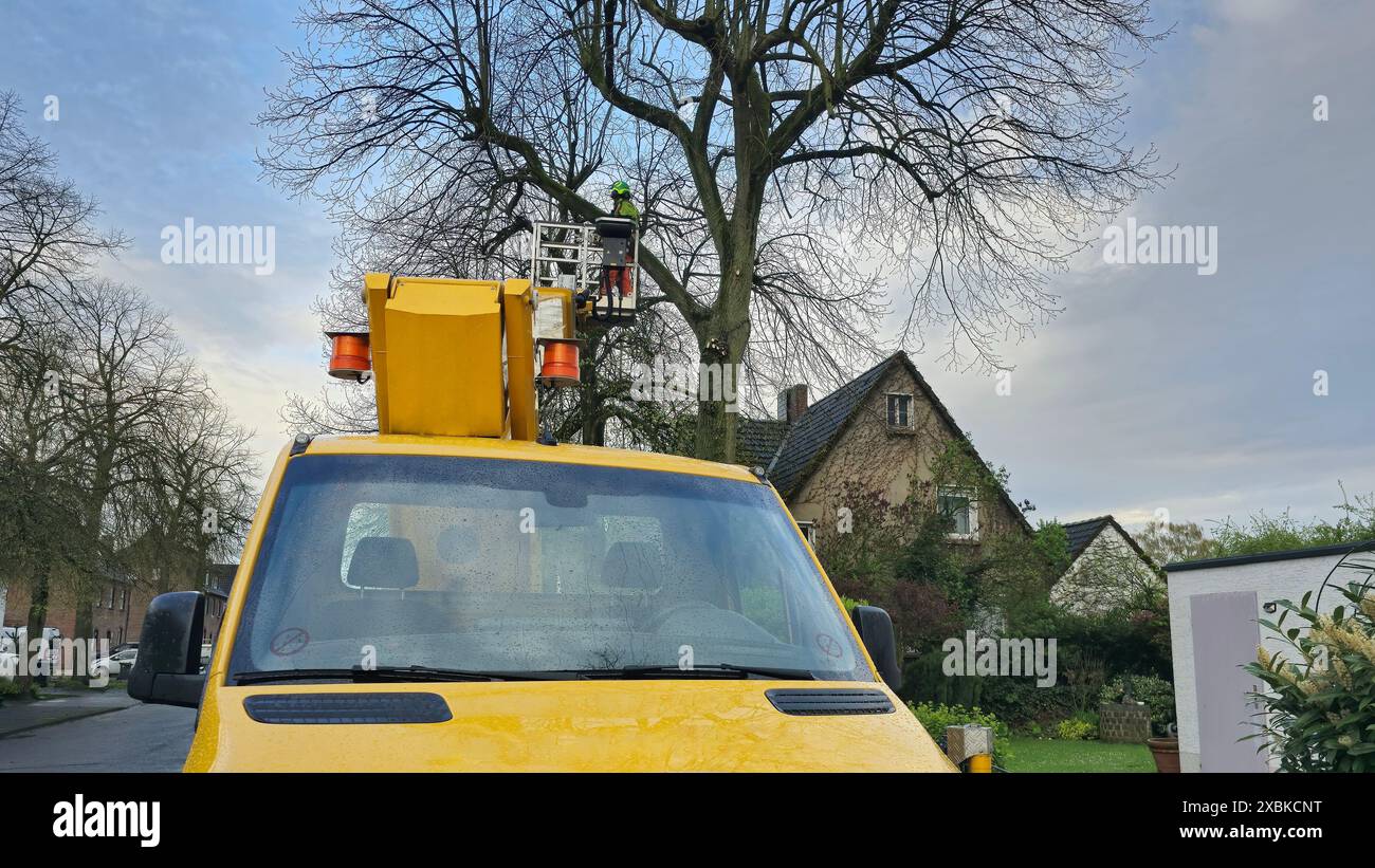 Rifinitore che lavora su un albero per rimuovere i rami, per prendersi cura dell'albero e per evitare che i rami cadano e causino danni in caso di maltempo Foto Stock