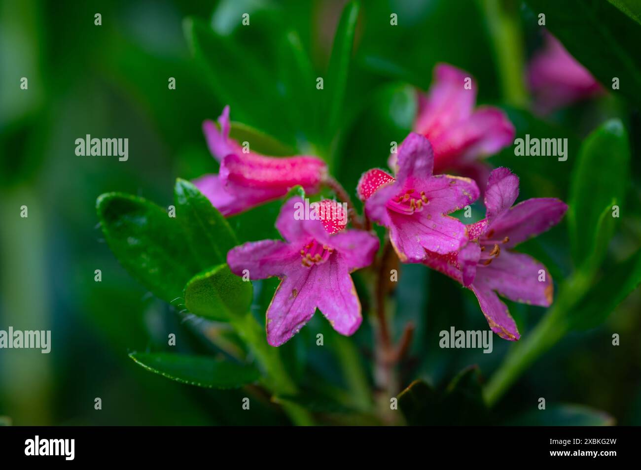 primo piano di rose alpine in fiore rosa. Lituania Foto Stock
