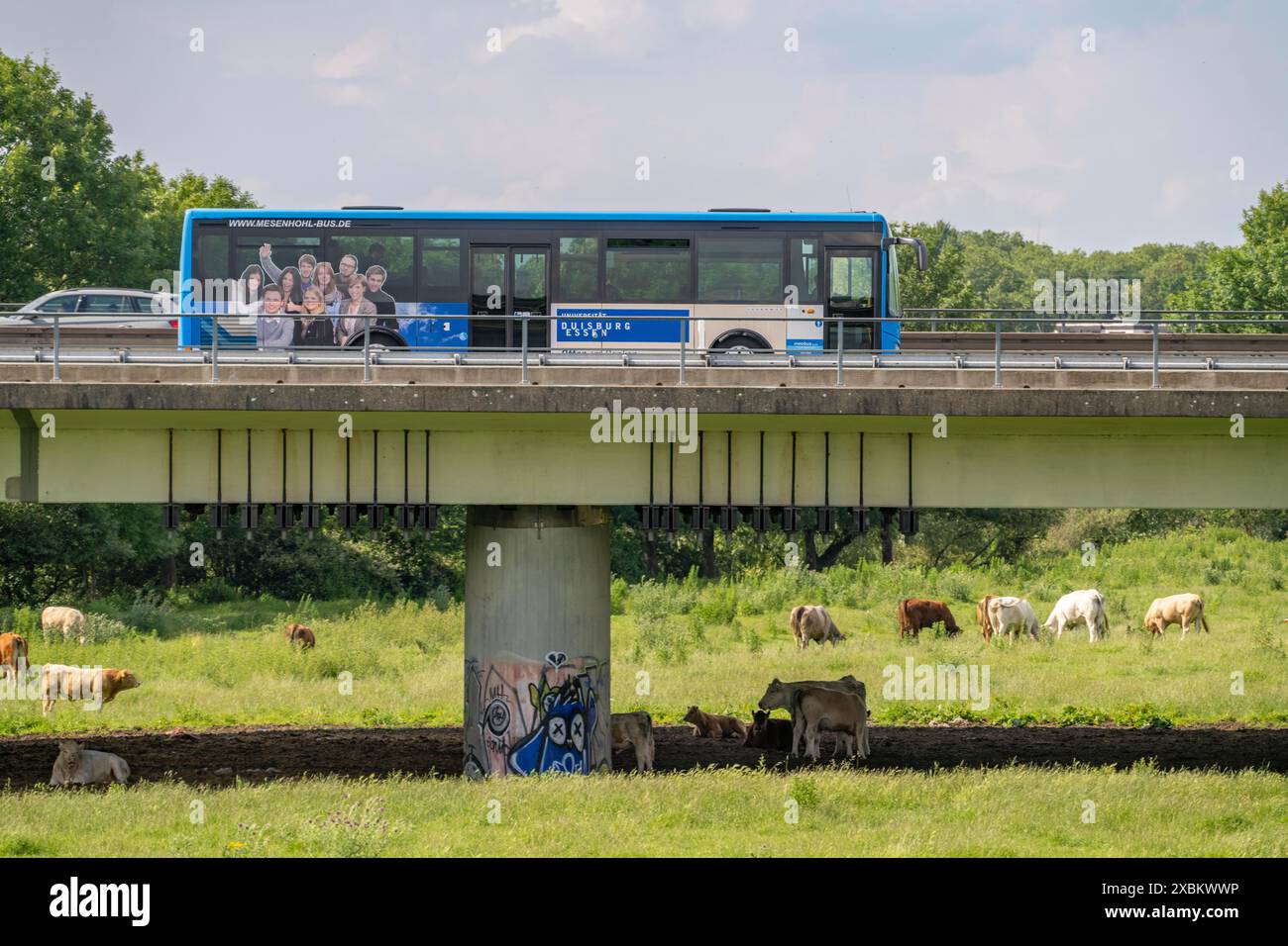 Bus navetta dell'Università di Duisburg-Essen, navette tra i due campus dell'università di Duisburg ed Essen sull'autostrada A40, ponte Foto Stock