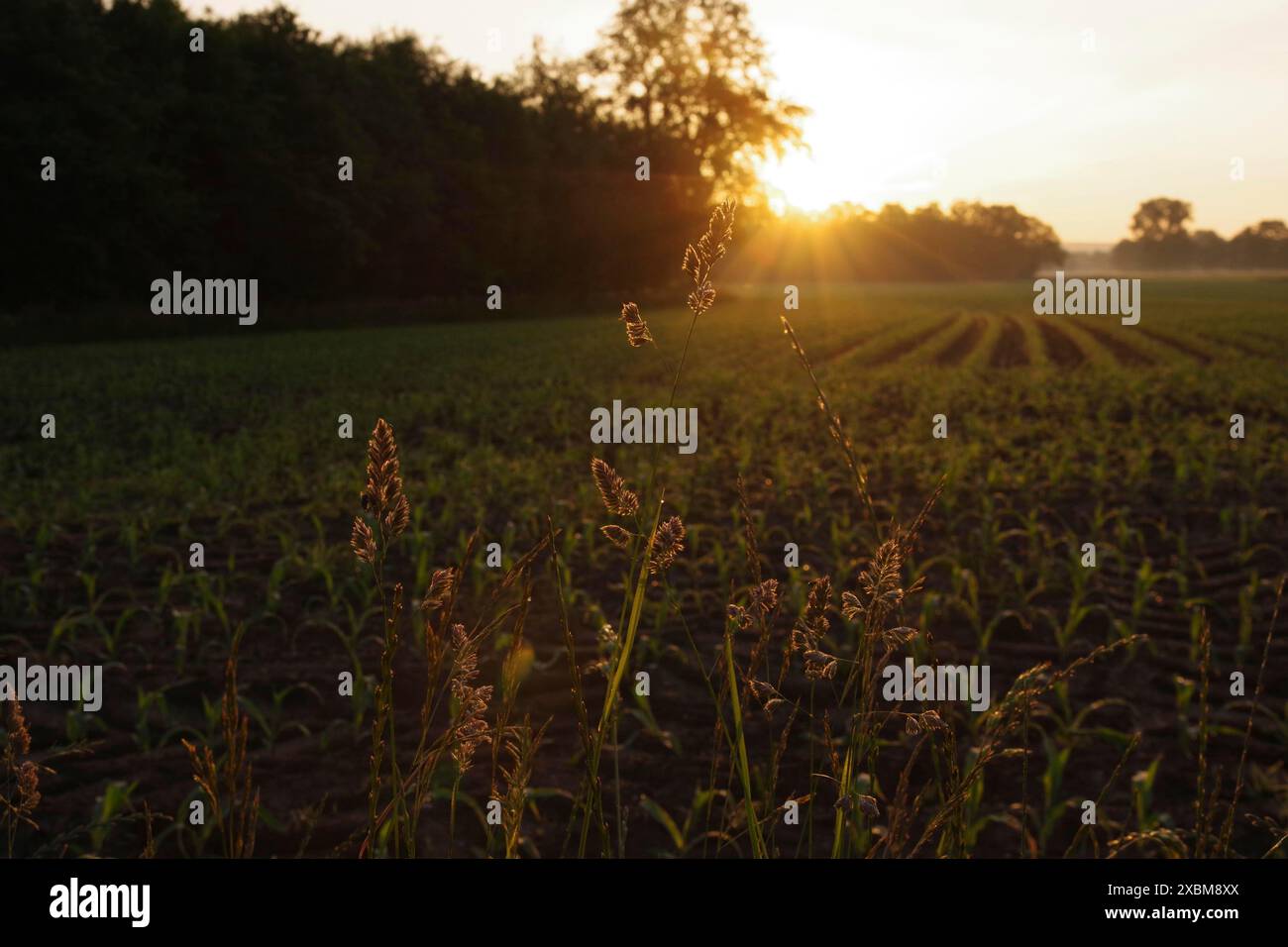 Alba, paesaggio, erba, Germania, i primi raggi del sole nascente illuminano le erbe in primo piano Foto Stock