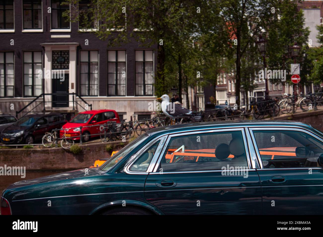 Auto su un canale con un gabbiano sul tetto, circondato da edifici, alberi e biciclette, Amsterdam, Paesi Bassi Foto Stock