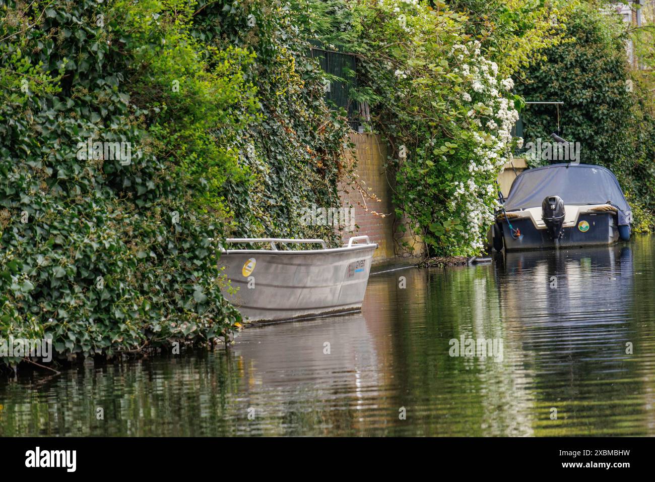 Due barche, che scivolano dolcemente nell'acqua del canale, circondate da fitte foglie verdi, l'Aia, Paesi Bassi Foto Stock