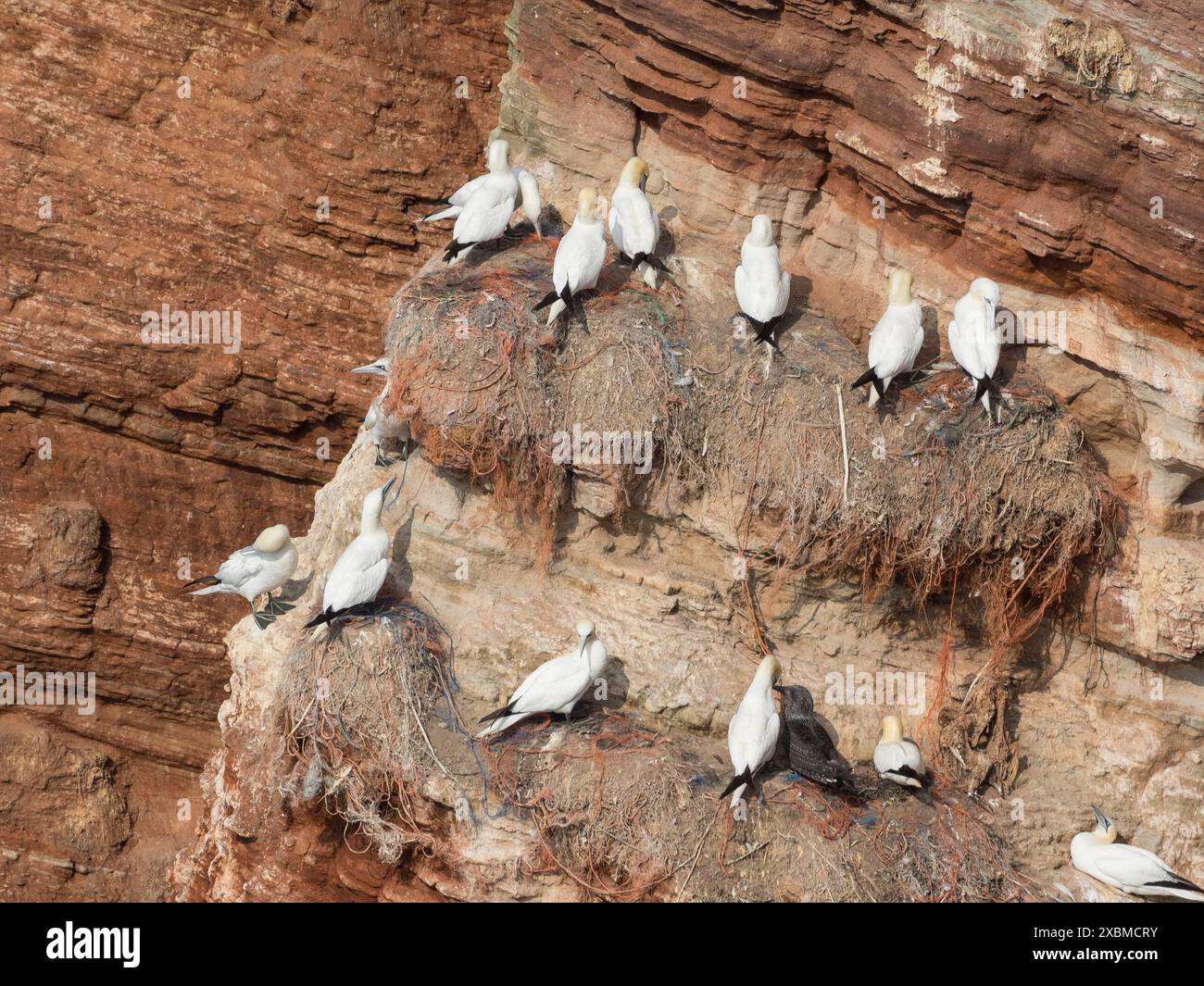 Diversi gabbiani nidificano sulle rocce della costa, Helgoland, Mare del Nord, Germania Foto Stock